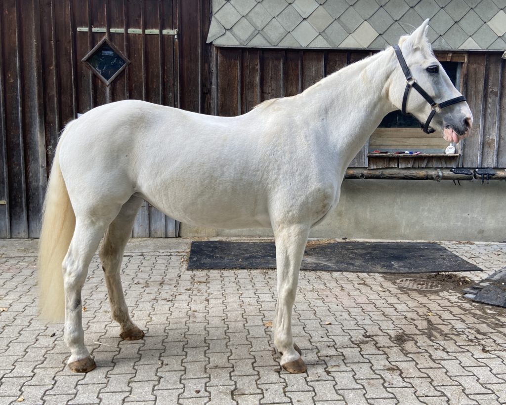 www.horsemag.ch